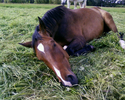 Walesco im Sommer 2010