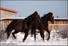 Rhea und Walesco im Winter 2010/11